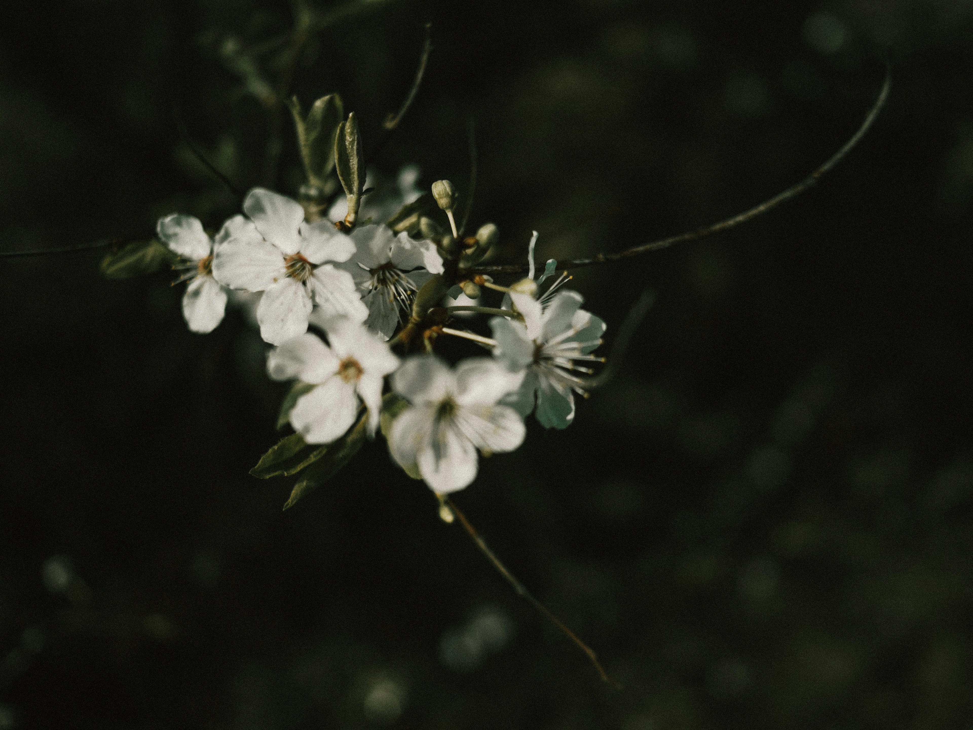 SPRING ´25